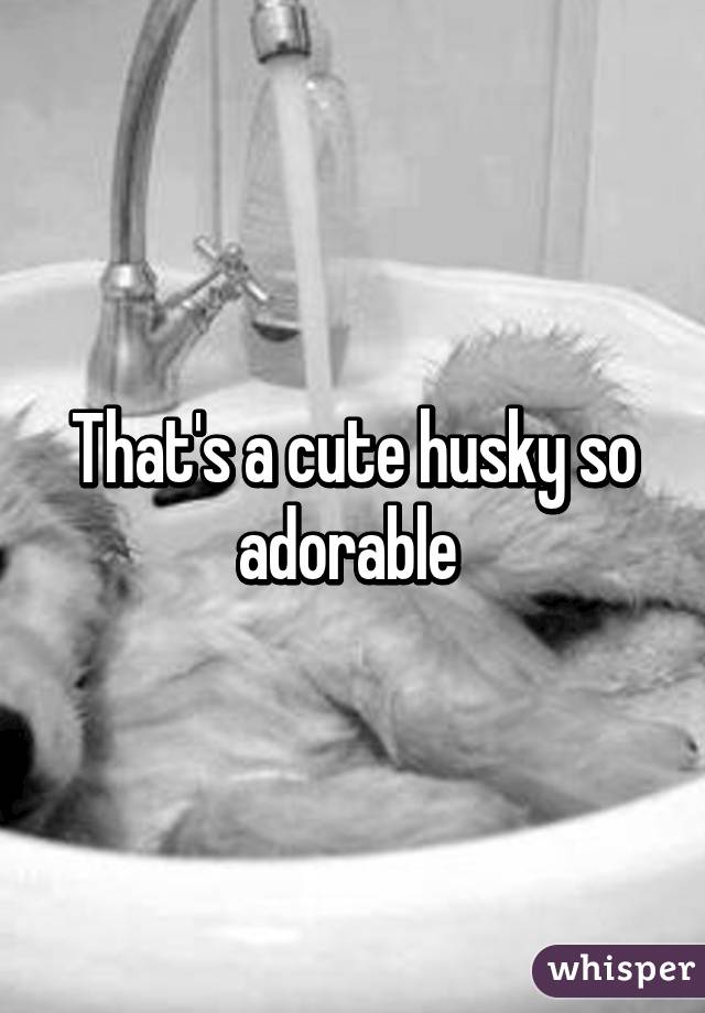 That's a cute husky so adorable 