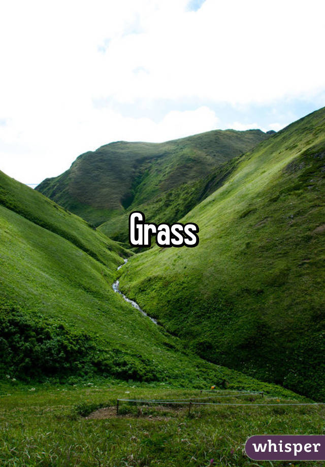 Grass