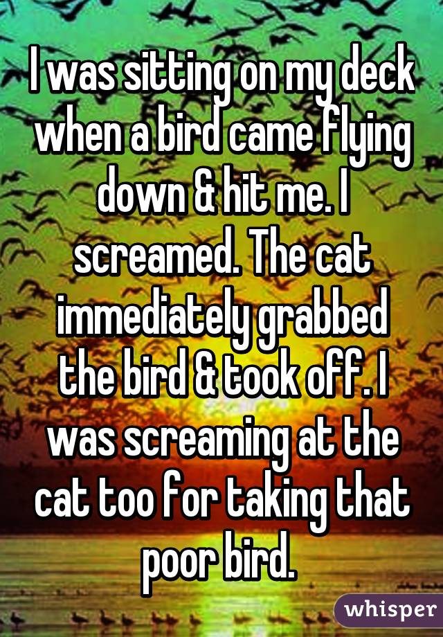 I was sitting on my deck when a bird came flying down & hit me. I screamed. The cat immediately grabbed the bird & took off. I was screaming at the cat too for taking that poor bird. 