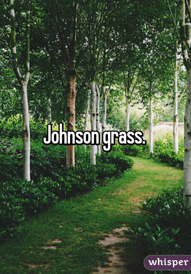 Johnson grass. 