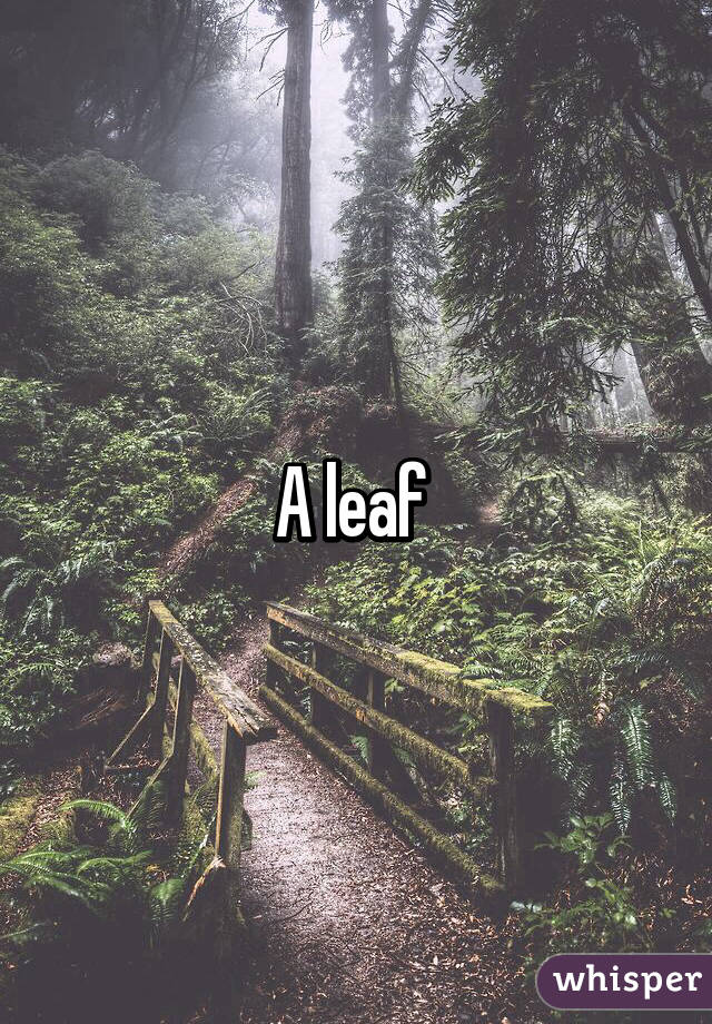 A leaf 