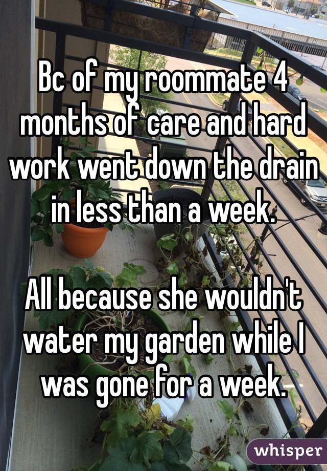 Bc of my roommate 4 months of care and hard work went down the drain in less than a week. 

All because she wouldn't water my garden while I was gone for a week. 