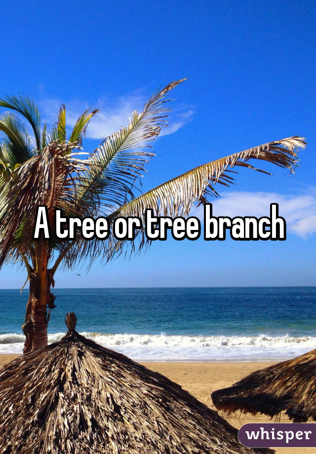 A tree or tree branch