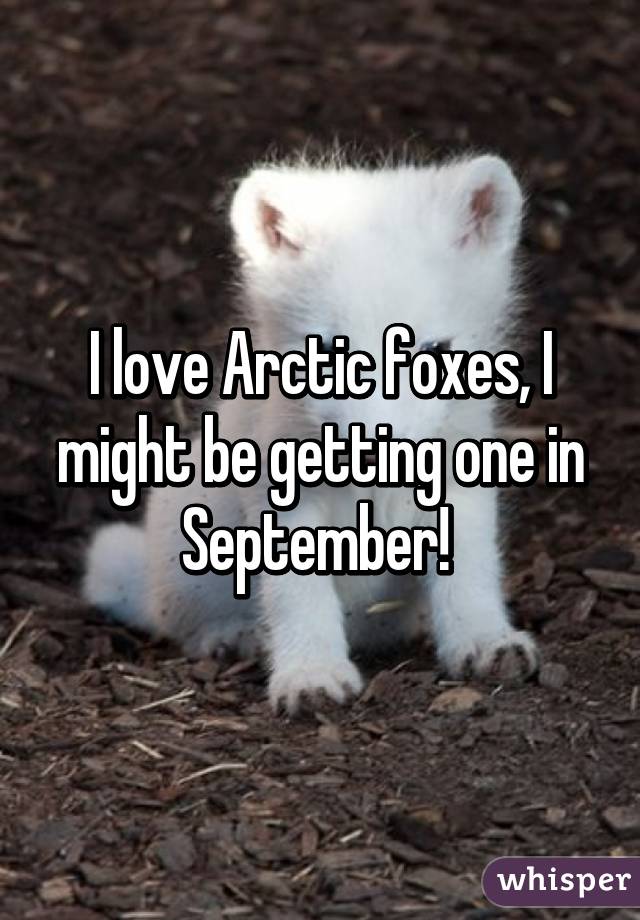 I love Arctic foxes, I might be getting one in September! 