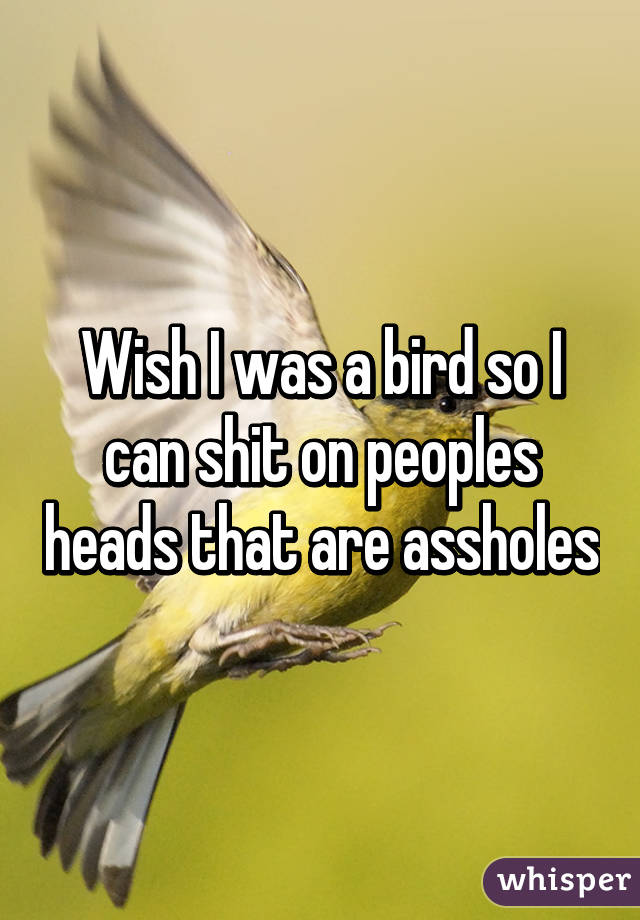 Wish I was a bird so I can shit on peoples heads that are assholes