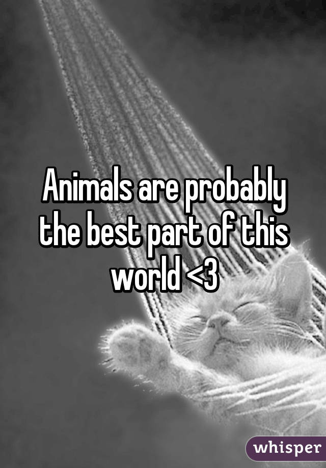 Animals are probably the best part of this world <3