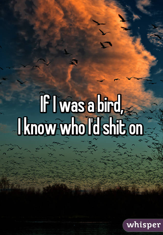 If I was a bird,
I know who I'd shit on 