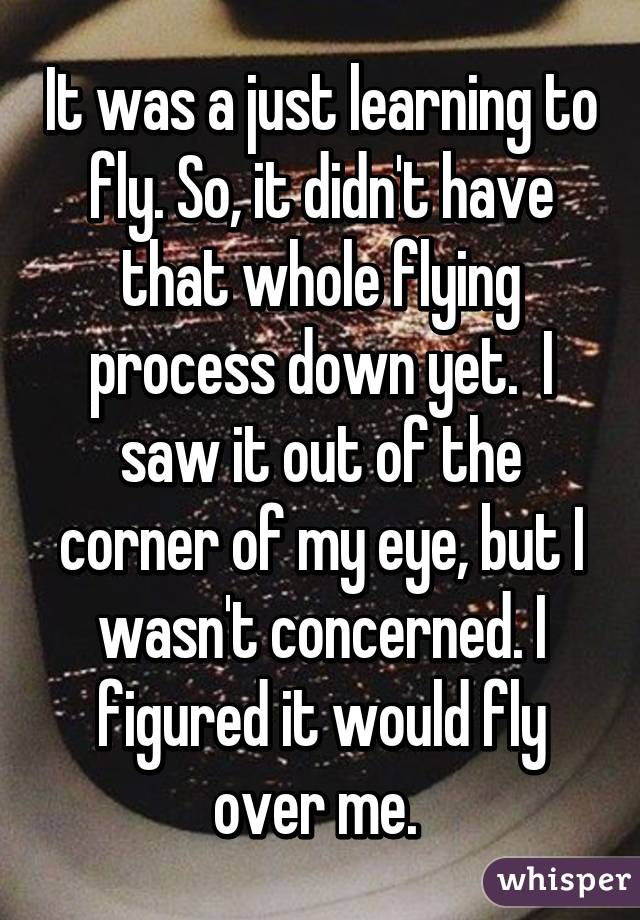 It was a just learning to fly. So, it didn't have that whole flying process down yet.  I saw it out of the corner of my eye, but I wasn't concerned. I figured it would fly over me. 