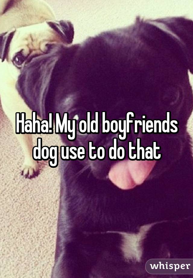 Haha! My old boyfriends dog use to do that