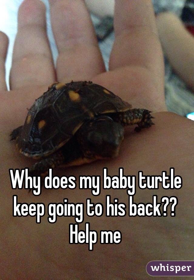 Why does my baby turtle keep going to his back?? Help me
