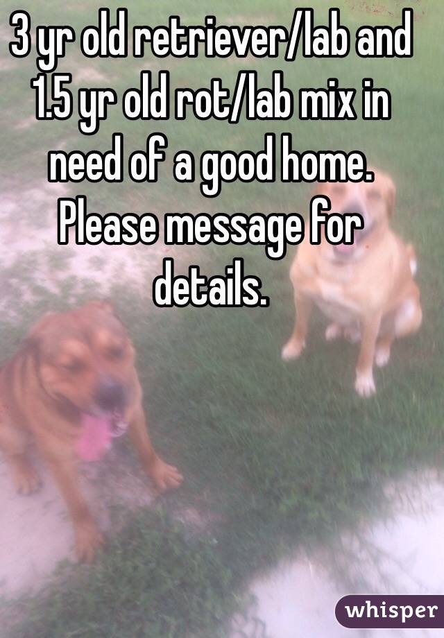 3 yr old retriever/lab and 1.5 yr old rot/lab mix in need of a good home. Please message for details. 
