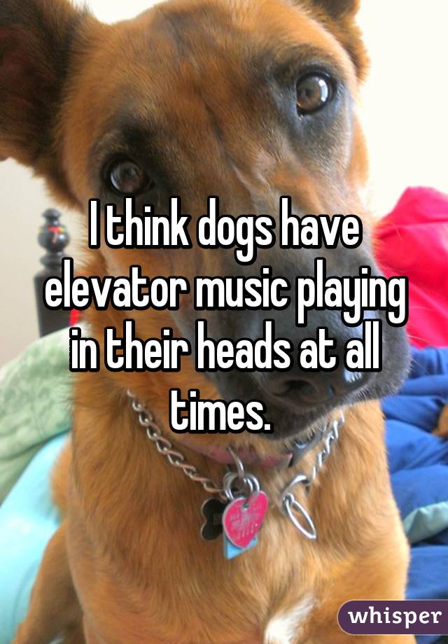 I think dogs have elevator music playing in their heads at all times. 