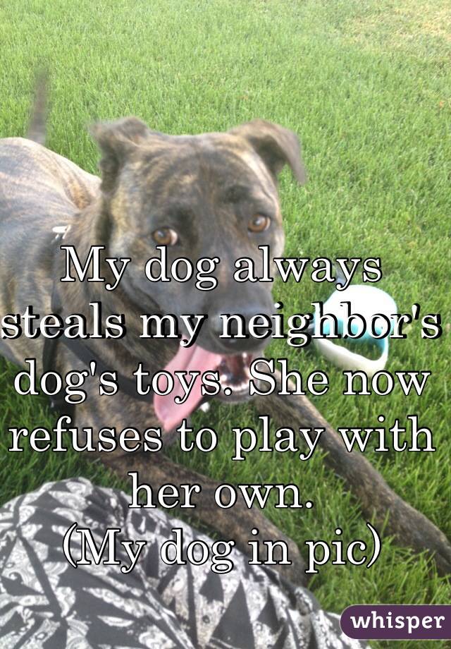 My dog always steals my neighbor's dog's toys. She now refuses to play with her own.
(My dog in pic)