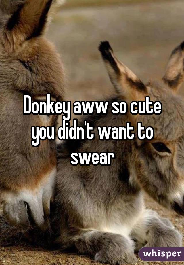 Donkey aww so cute you didn't want to swear