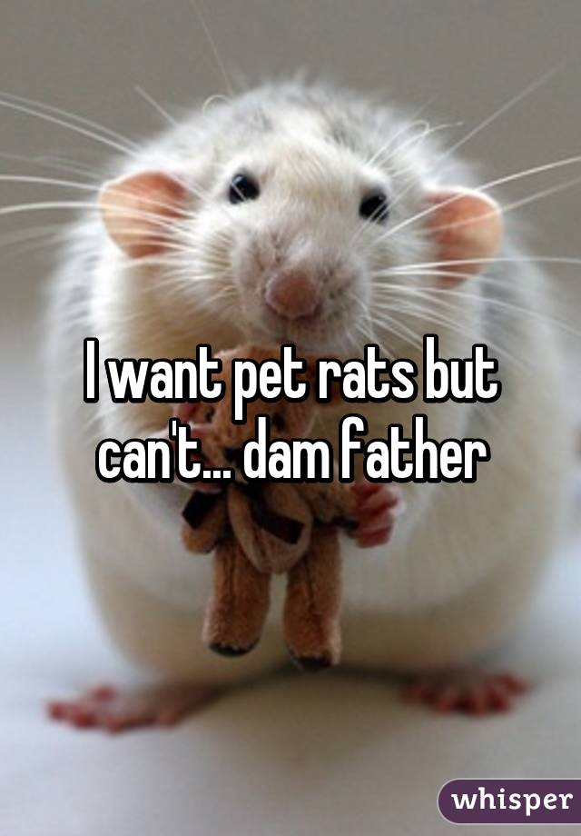 I want pet rats but can't... dam father