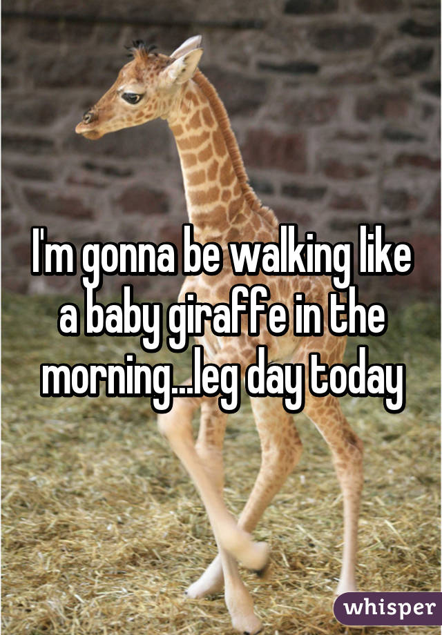 I'm gonna be walking like a baby giraffe in the morning...leg day today