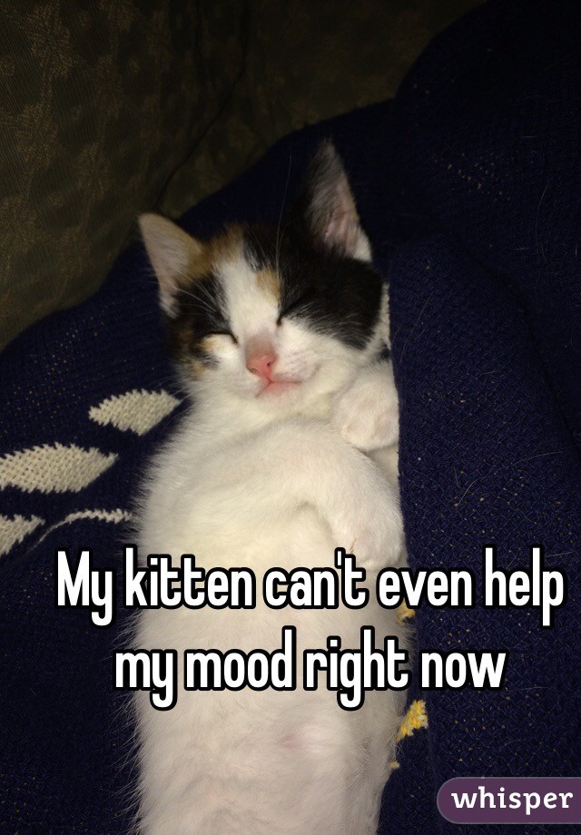 My kitten can't even help my mood right now 