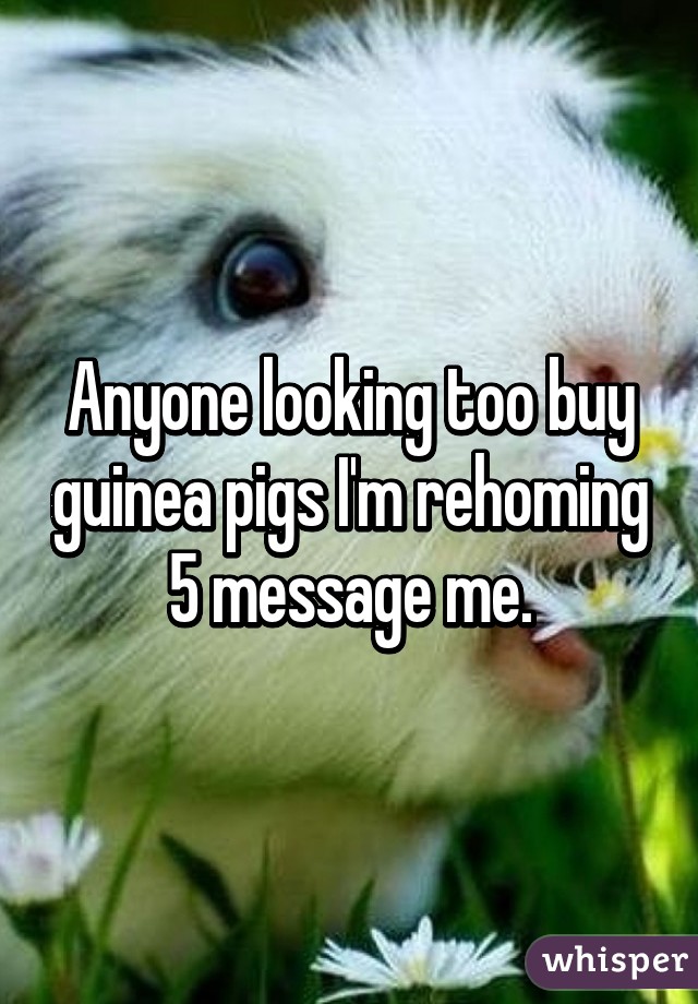 Anyone looking too buy guinea pigs I'm rehoming 5 message me.