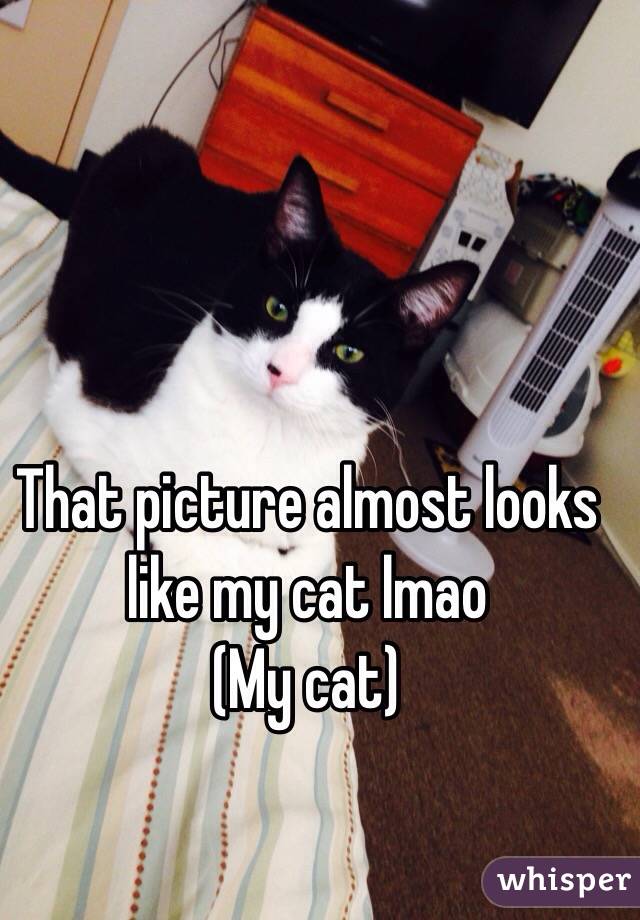 That picture almost looks like my cat lmao 
(My cat)