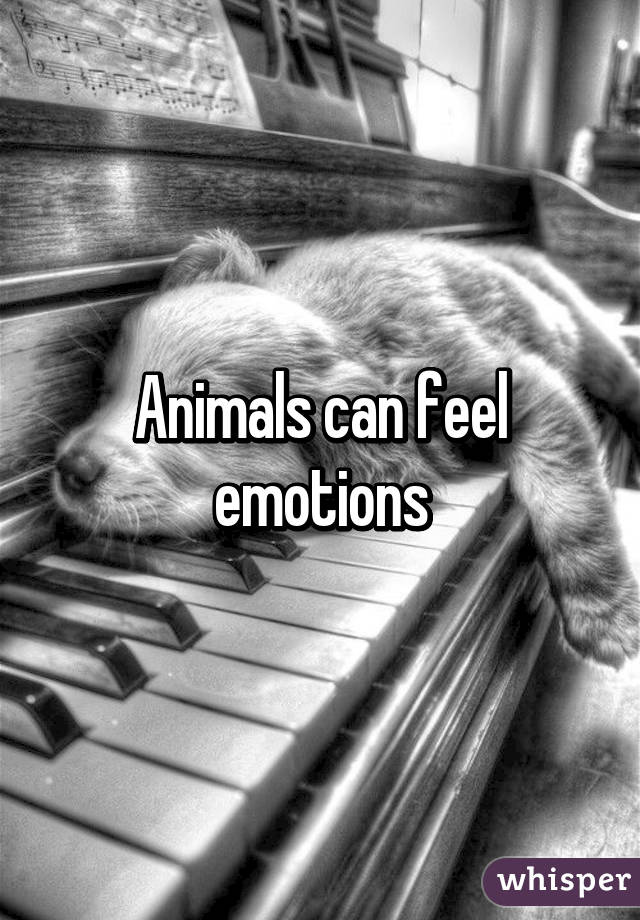 Animals can feel emotions