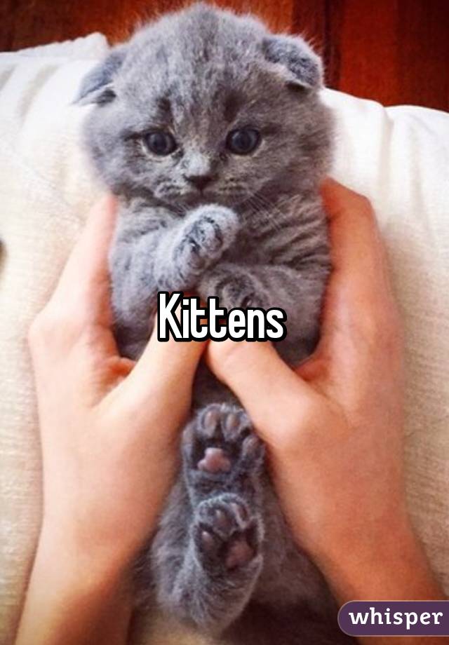 Kittens 