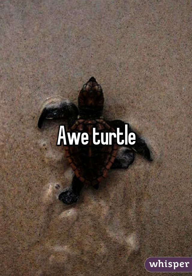 Awe turtle