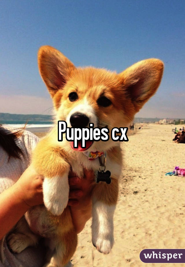 Puppies cx