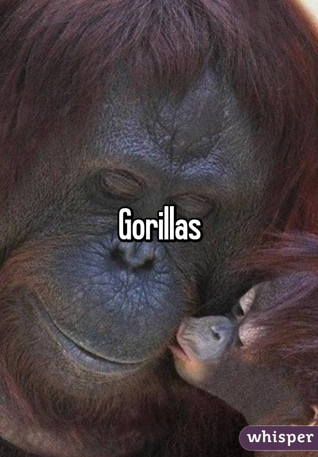 Gorillas