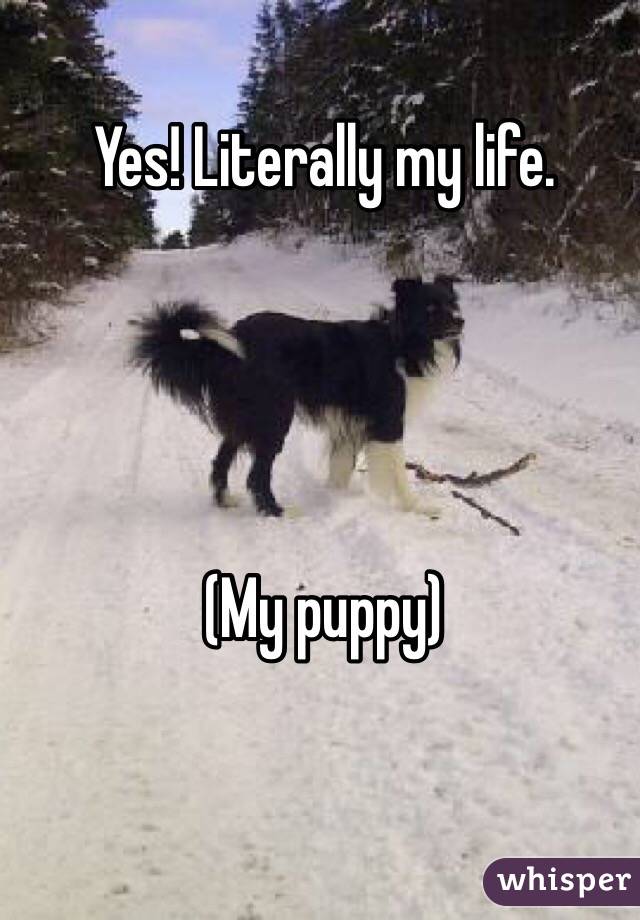 Yes! Literally my life. 




(My puppy)