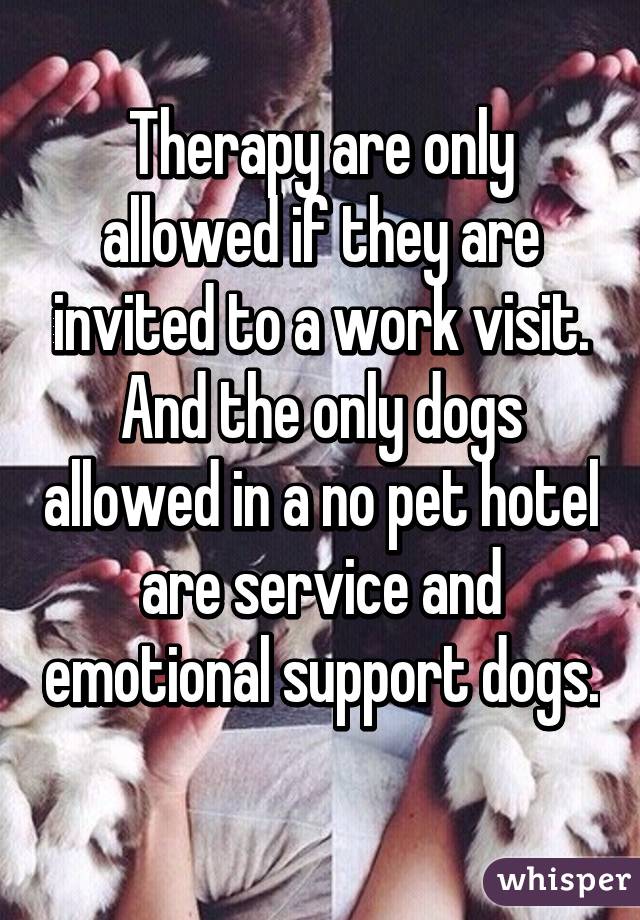 Therapy are only allowed if they are invited to a work visit.
And the only dogs allowed in a no pet hotel are service and emotional support dogs.
