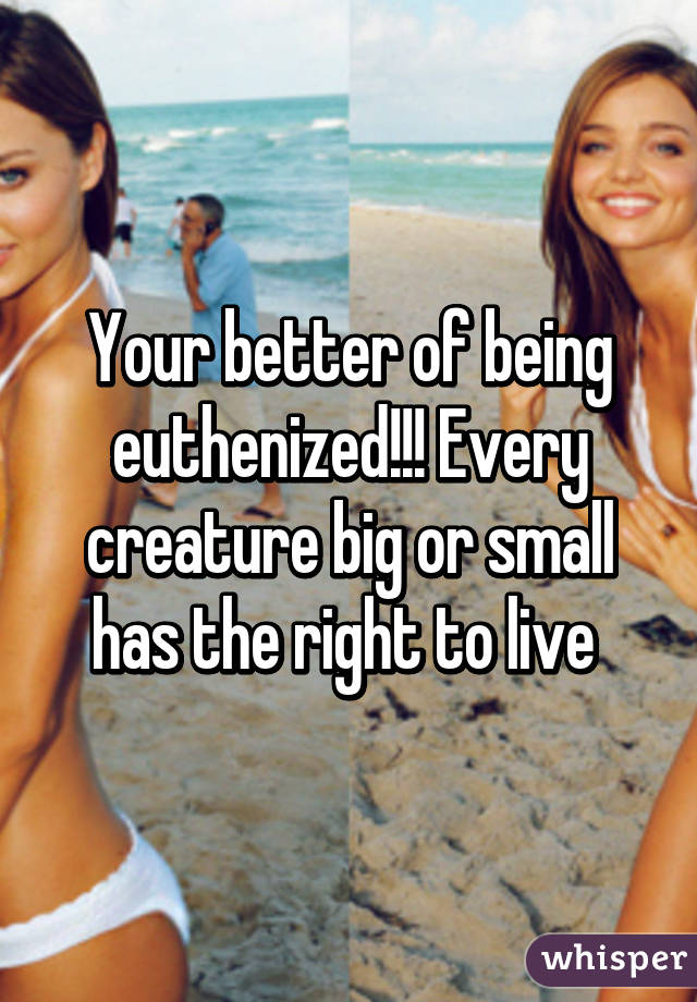 Your better of being euthenized!!! Every creature big or small has the right to live 