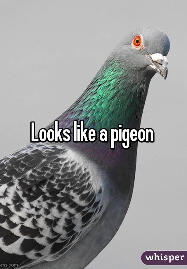 Looks like a pigeon 