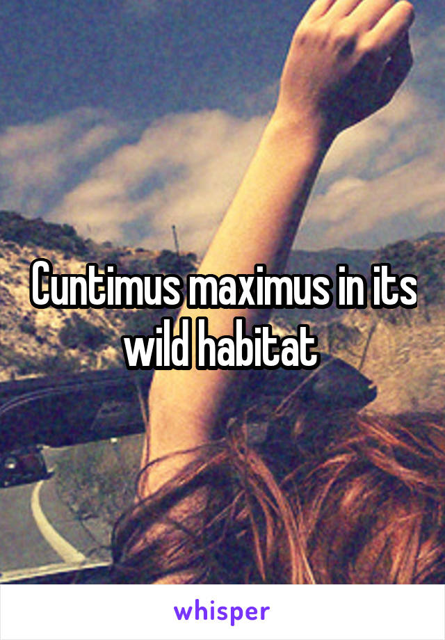 Cuntimus maximus in its wild habitat 