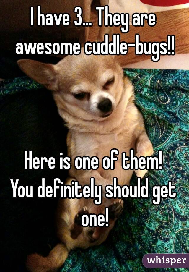 I have 3... They are awesome cuddle-bugs!!



Here is one of them!
You definitely should get one!