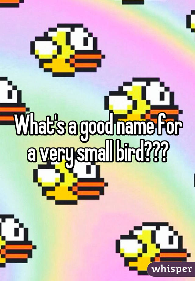 What's a good name for a very small bird???