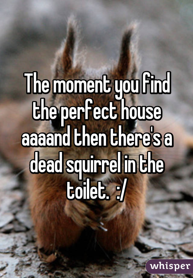 The moment you find the perfect house aaaand then there's a dead squirrel in the toilet.  :/