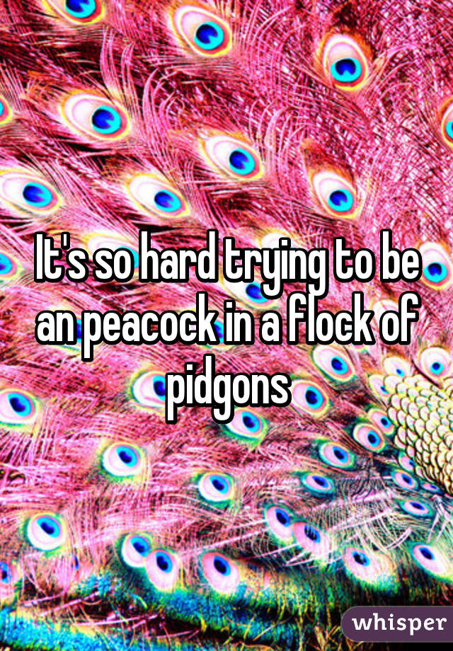 It's so hard trying to be an peacock in a flock of pidgons