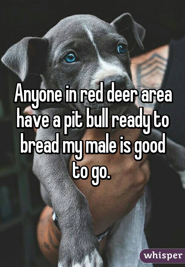 Anyone in red deer area have a pit bull ready to bread my male is good to go. 