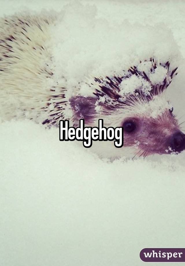 Hedgehog 