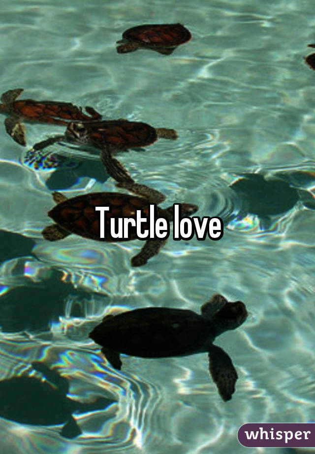 Turtle love