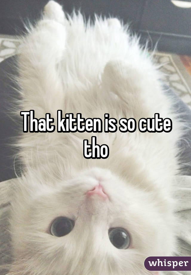 That kitten is so cute tho