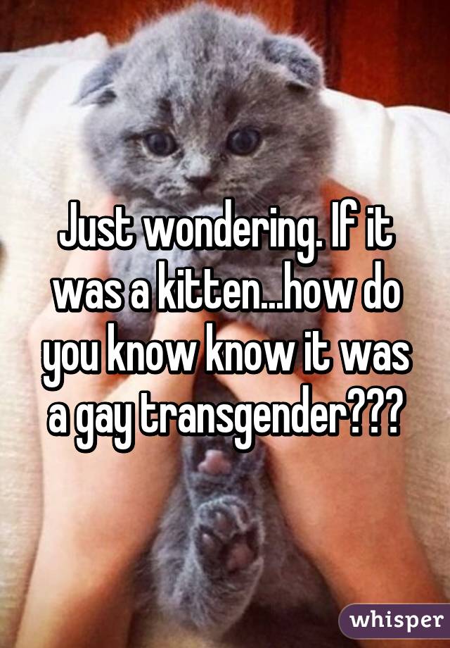 Just wondering. If it was a kitten...how do you know know it was a gay transgender???