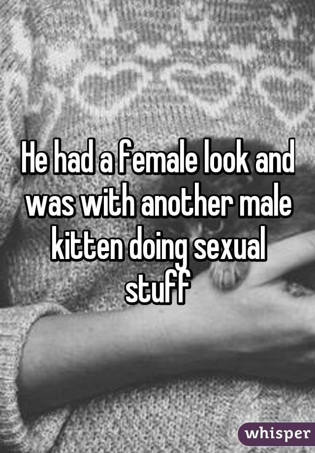 He had a female look and was with another male kitten doing sexual stuff