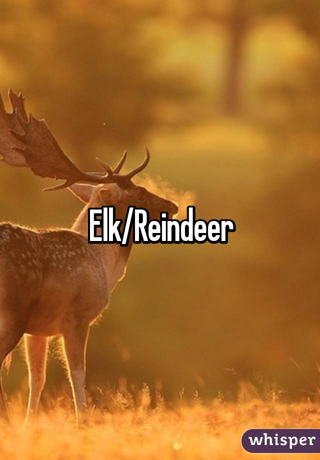 Elk/Reindeer