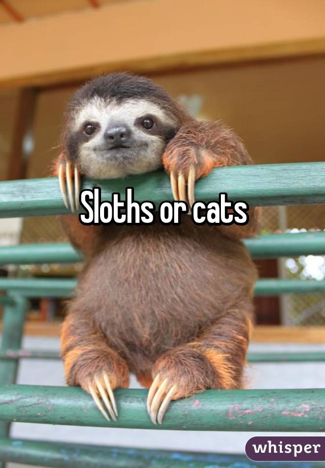 Sloths or cats
