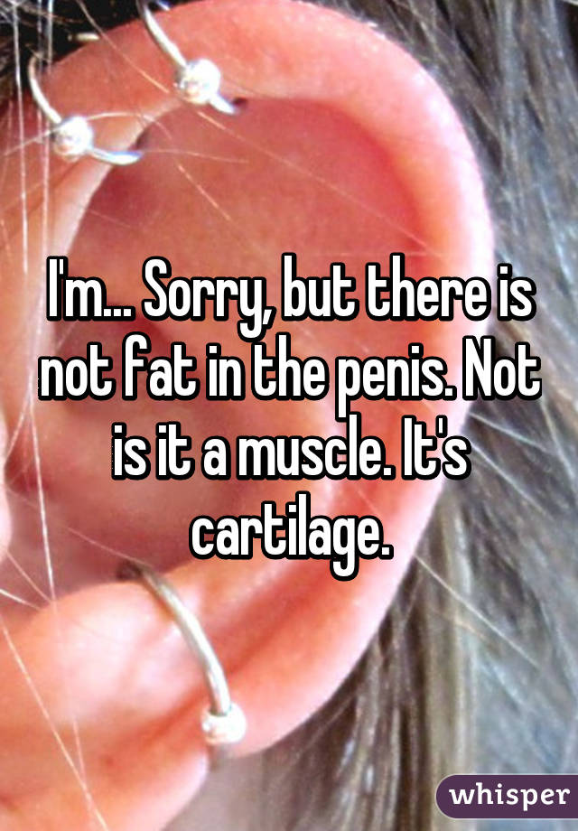 I'm... Sorry, but there is not fat in the penis. Not is it a muscle. It's cartilage.
