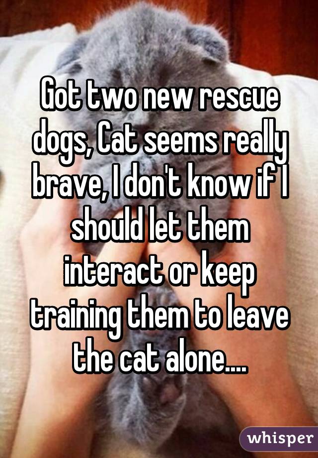 Got two new rescue dogs, Cat seems really brave, I don't know if I should let them interact or keep training them to leave the cat alone....