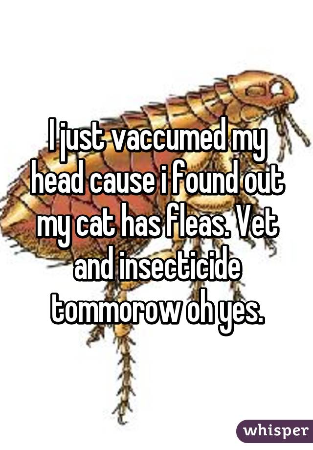 I just vaccumed my head cause i found out my cat has fleas. Vet and insecticide tommorow oh yes.