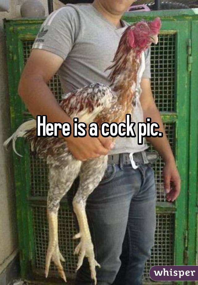 Here is a cock pic.
