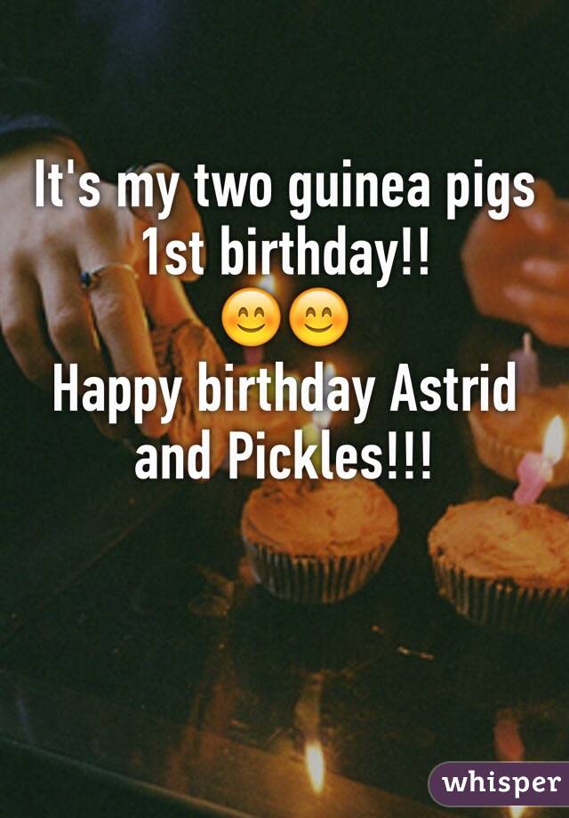 It's my two guinea pigs 1st birthday!! 
😊😊
Happy birthday Astrid and Pickles!!! 